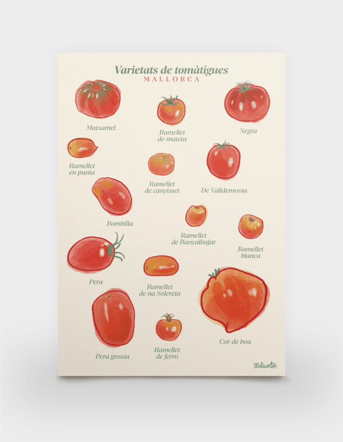 Làmina A3 "Varietats de tomàtigues"